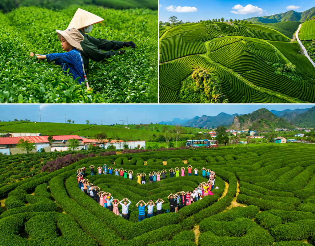 Đồi chè xanh mướt, đậm chất cao nguyên