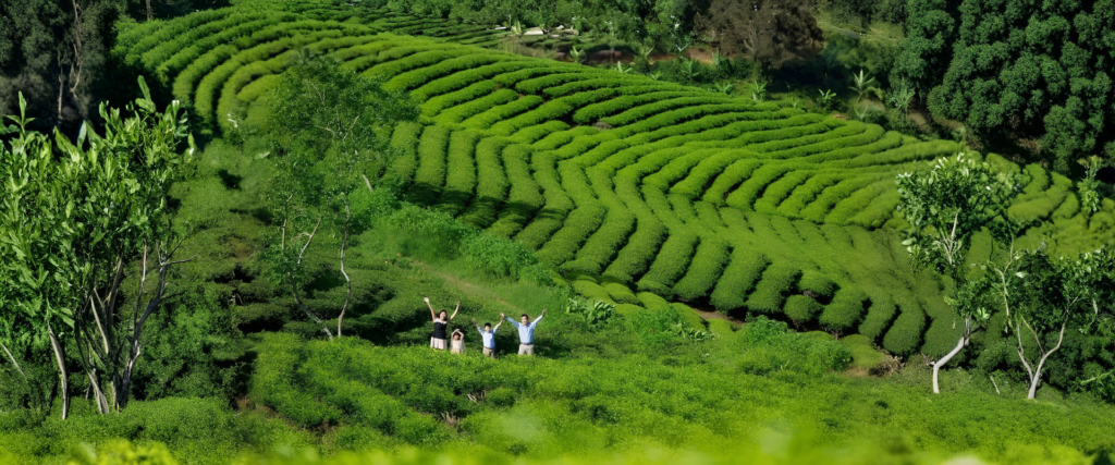  Đồi chè Cầu Đất nhìn từ trên cao vào buổi sáng
